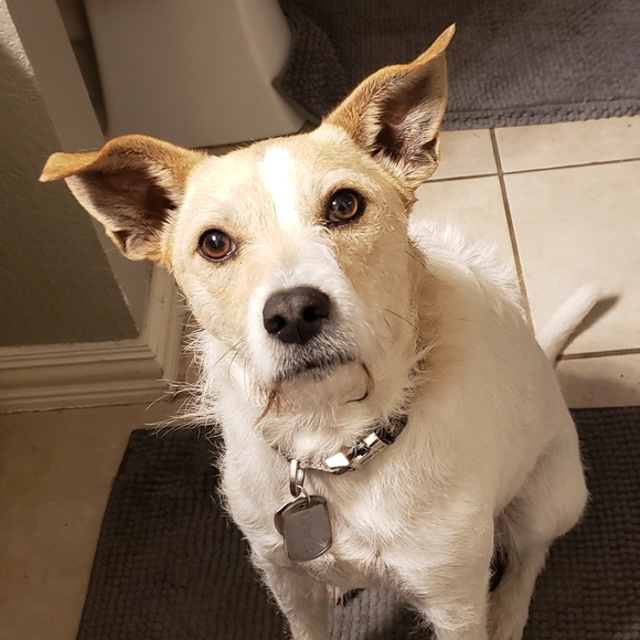 Meet your Posher, Laura - Picture 3 of 8